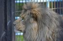 Afrique du Sud: Une touriste américaine tuée par un lion