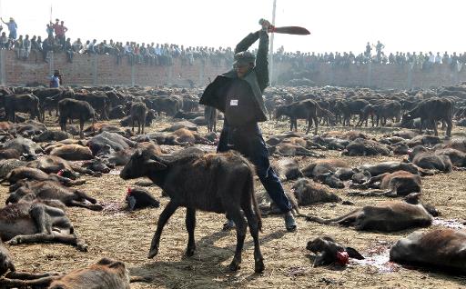 Des hindouistes sacrifient des animaux au village de Bariyapur, à 70 km au sud de Katmandou, le 24 novembre 2009 au Népal