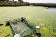 Imagem registrada no dia 19 de junho de 2012 mostra algas verdes se movendo em direção a uma praia em Qingdao, província de Shandong no nordeste da China