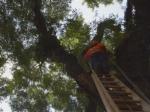 Los árboles viejos de Sao Paulo son un peligro