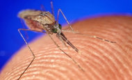استبعاد حدوث وباء للملاريا في مصر