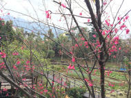 北橫櫻花季　10多處賞櫻景點值得一遊