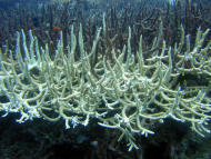 不只是珊瑚白化 研究：海洋食物鏈瀕臨崩潰