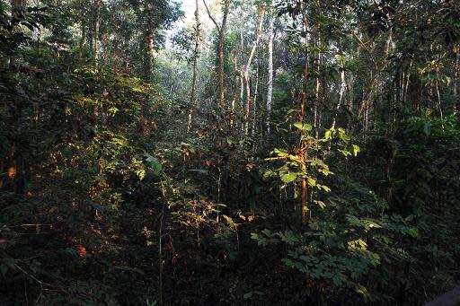 Vista de un bosque amazónico en el Parque Nacional Amacayacú, en Guaviare, Colombia, el 19 de agosto de 2010.