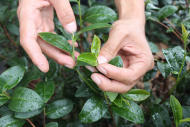 小綠葉蟬與茶農：微妙關係讓彼此命運大不同