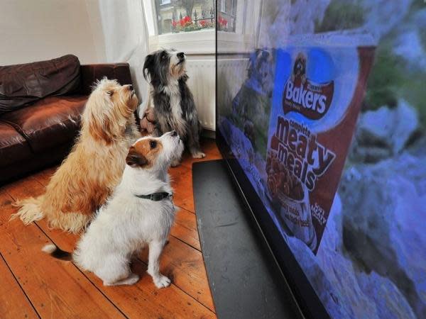 Tres perros pendientes de un anuncio de comida creado especialmente para ellos. El anuncio, de un minuto de duración, contiene sonidos de alta frecuencia que solamente ellos pueden oír.  (NationalGeographicChannel)