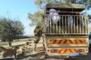 Afrique du Sud : une Américaine tuée par un lion dans un parc animalier