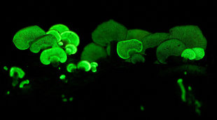 螢光蘑菇會發出美麗的綠光，以吸引昆蟲前來散播孢子，還會開關燈哦！(photo by Wikipedia)