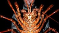 Lobster Raksasa Berukuran Setengah Tubuh Pria Dewasa