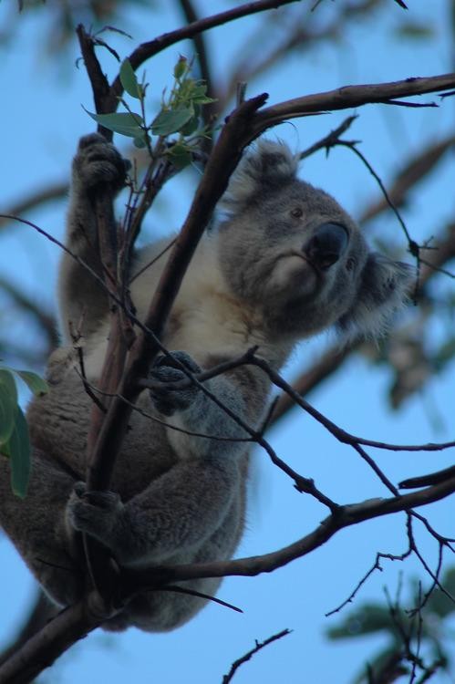 koala tree