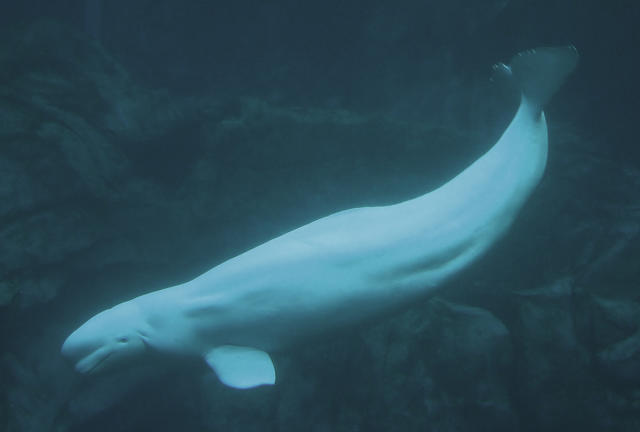 La ballena beluga. (Wikimedia / Greg Hume - Creative Commons CC-BY-SA.2.0 https://creativecommons.org/licenses/by-sa/3.0)