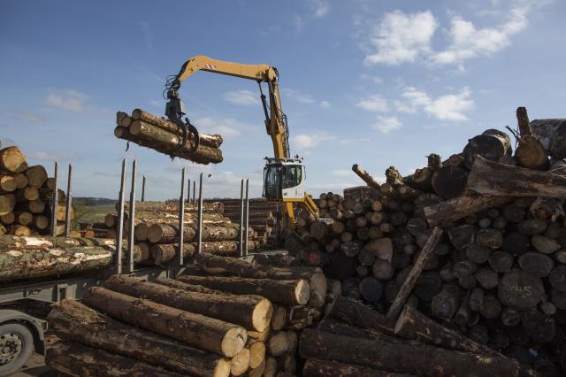 Se alerta que la tala podría incrementarse motivada por la producción de biomasa para alimentar plantas de generación eléctrica. (Getty Images)