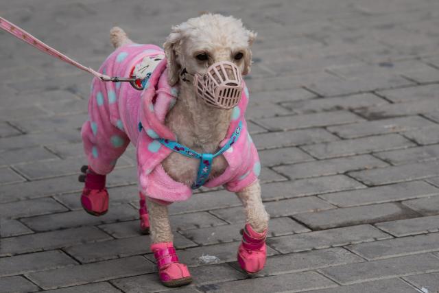 A dog wearing a mask to prevent it from coming into contact with surfaces outside, amid concerns of the COVID-19 coronavirus, walks on a street in Beijing on March 22, 2020. (Photo by NICOLAS ASFOURI / AFP) (Photo by NICOLAS ASFOURI/AFP via Getty Images)