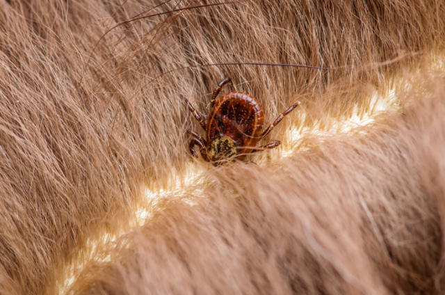 Niña queda paralizada por un ataque de garrapatas