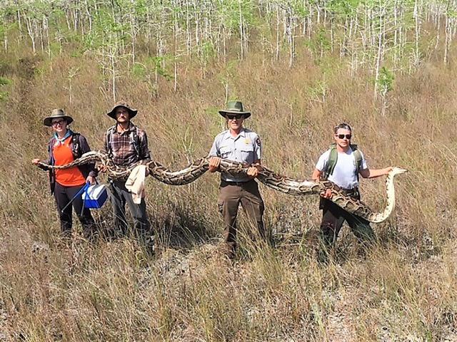 This photograph, obtained April 7, 2019 courtesy of the Big Cypress National Preserve in Florida, shows a team of hunters holding one of the largest pythons ever captured in the region - measuring over 17 feet