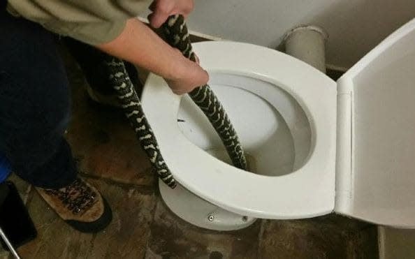 An Australian woman 'jumped off her seat' after being bitten by a snake on the toilet - ASMINE ZELENY