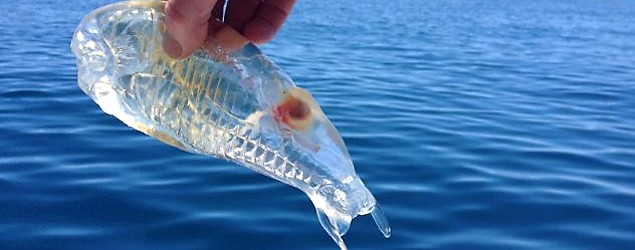A see-through sea creature called a Salpa maggiore baffles angler Stewart Fraser. (Caters)