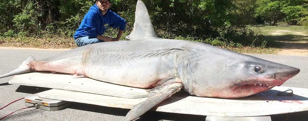 Florida Fisherman's Giant Shark Catch