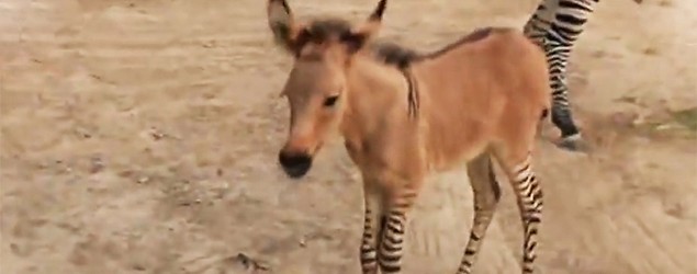 A rare baby zonkey is born in a Mexican zoo. [GMA)