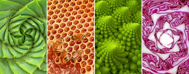 L-R: Aloe polyphylla Schonland ex Pillans (J Brew/Flickr); Round Rock Honey (Roy Niswanger/Flickr); Fractal Vegetable (Paul McCoubrie/Flickr); Red Cabbage (andertho/Flickr)