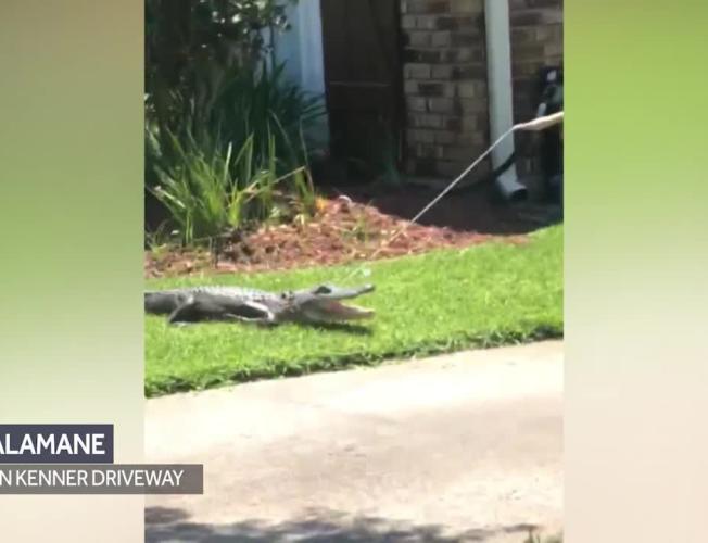 Kenner woman finds six-foot alligator in driveway