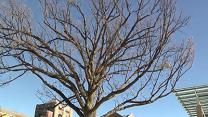 Centuries-old Tree Moves Into New Campus Home