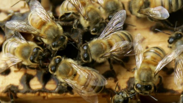 Fatal bee attack leaves Arizona landscaper dead