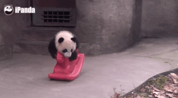 Rocking And Rolling Baby Panda Tries Acrobatic Dismount From Toy Horse