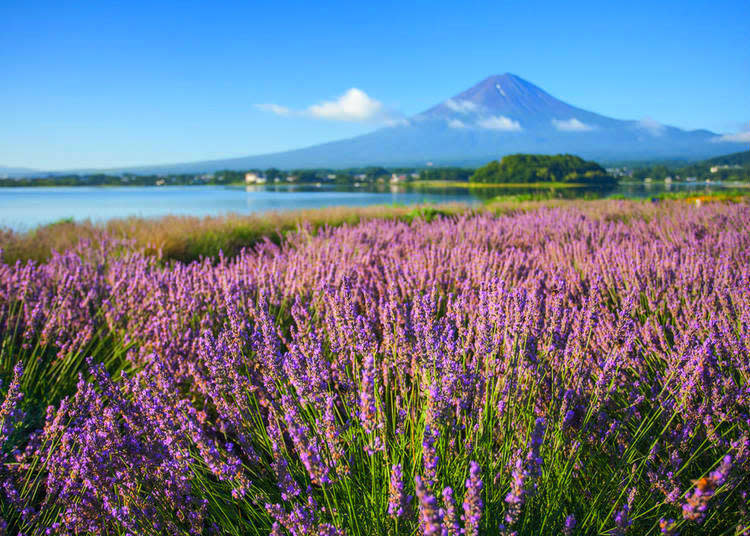 Lavender on the shoreline of Lake Kawaguchiko