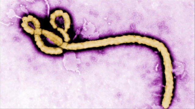 EBOLA ORIGINS: WHERE THE OUTBREAK STARTED