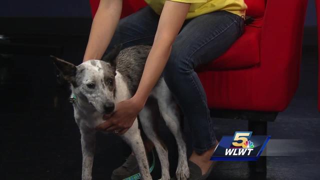 Cattle Dog Mix Rance And Black And White Cat Moon Up For Adoption From Stray Animal Adoption Program