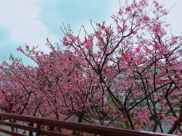 【2018东湖乐活公园樱花季】现在正值满开(2