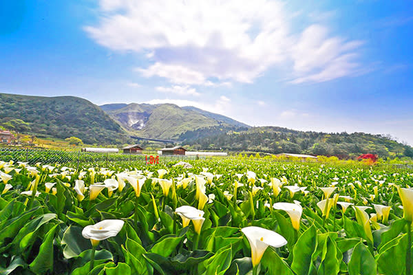 竹子湖海芋花田 (圖／產發局)