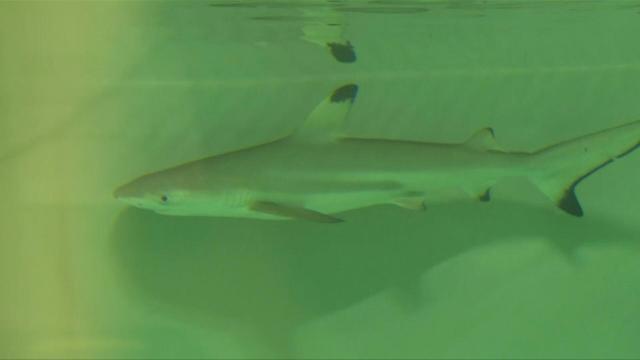 Un Bebe Requin Nait Dans Un Aquarium Qui Ne Contenait Que Des Femelles