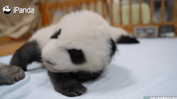 Time To Wake Up Sleepy Panda Cub Can T Keep Her Eyes Open