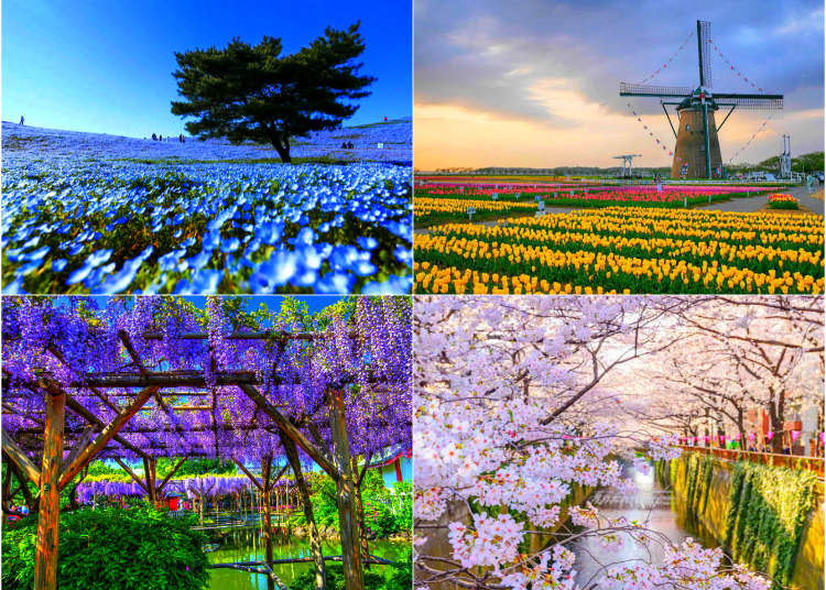 日本四季花卉看不完，一整年的賞花行程快收藏