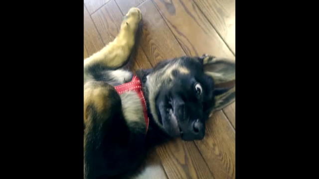 German Shepherd Puppy Reacts To New Harness - german shepherd roblox game