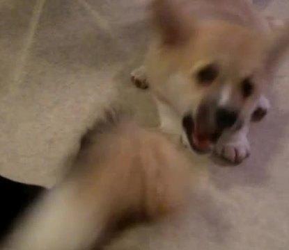 Corgi Puppy Attacks Tail Of Adult Corgi