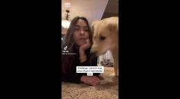 San Diego Woman Tries Viral Tiktok Challenge On Her Golden Retriever Of Calling Your Dog Yahoo Tv