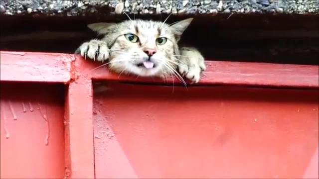 Cat Rescued After Getting Head Stuck In, Cat Door For Garage