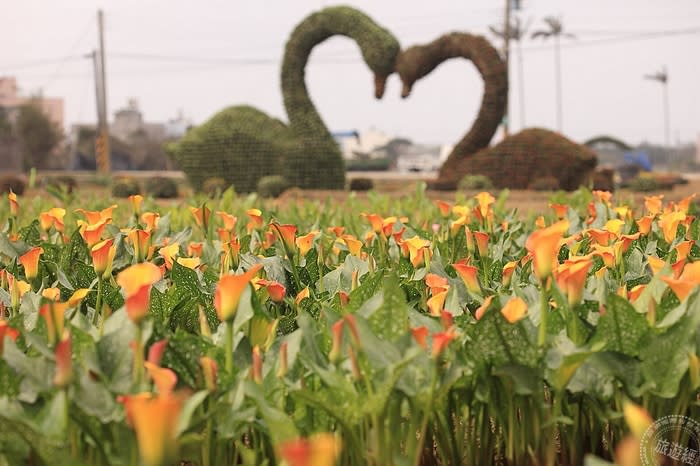 旅遊美食go 桃園化身 桃花園 櫻花 魯冰花 彩芋賞不停