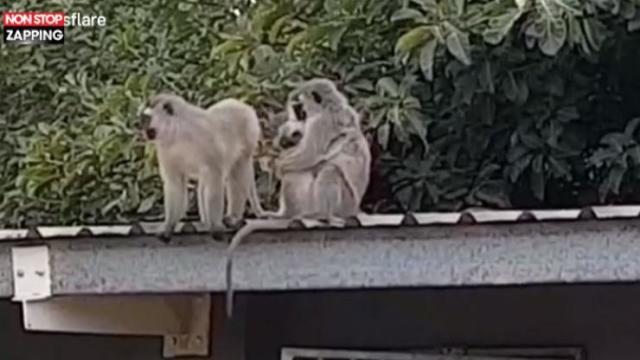 Afrique Du Sud Une Maman Singe Retrouve Son Bebe Les Touchantes Images Video