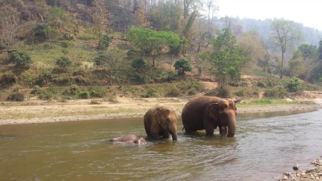 Elephant Family Splashes Around In River