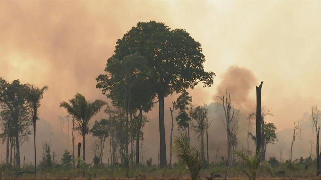 La Deforestation En Amazonie Est A Son Plus Haut Niveau Depuis 12 Ans