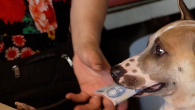 Restaurant Pup Collects Cash From Customers