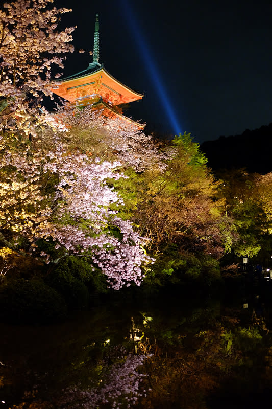 【京都清水寺夜樱】:2018 夜间特别参拜时间、