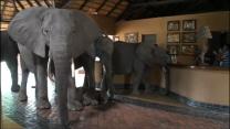 Watch These Elephants Walking Through African Safari Lodge Mfuwe