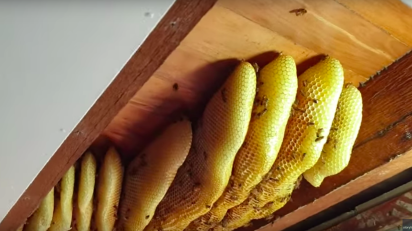 Beekeepers Called To Remove Hive With 60 000 Bees From Ceiling In