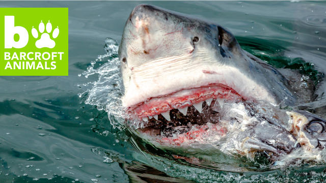 Impresionante Ataque De Un Tiburon Blanco A Un Bebe Foca