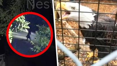 Who Stole Sammy Refuge Pleads For Return Of Bald Eagle